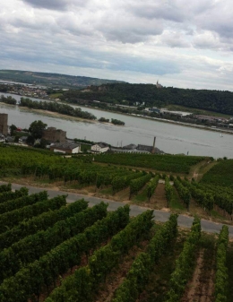 Perkebunan anggur Rüdesheim am Rhein/dokpri