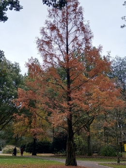 Dedaunan memerah sebelum berguguran. Rhododendron Park Bremen awal musim gugur November 2020 (Foto: Erwin Silaban)