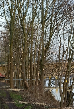 Sebagian dahan pohon yang sudah dipangkas di tepi Sungai Weser, Bremen, pertengahan Februari 2021. (Foto: Erwin Silaban)