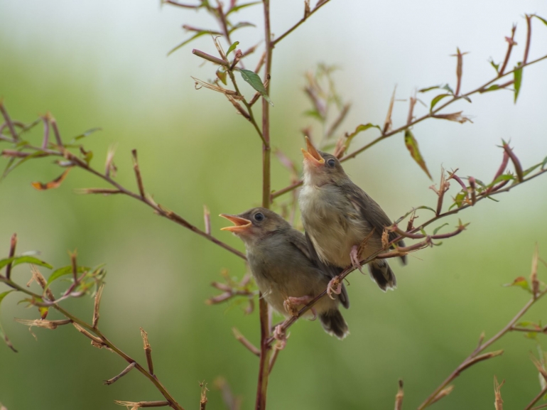 (Sumber foto: Pixabay. Gesang Voegel Singen)