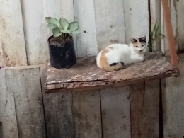 Bunga dan Kucingku (dokpri)