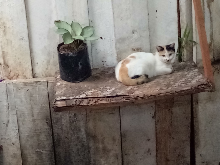 Bunga dan Kucingku (dokpri)