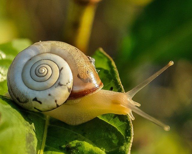 Zombie Snail Sebuah Kisah Siput Memakan Cacing Yang Menjadi Zombie Halaman 1 Kompasiana Com