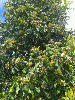 Ilustrasi pohon cengkeh berbunga. (Dok. Pribadi)