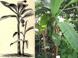 Pohon abaka/ pisang manila | sumber: The American Cyclopdia, Wikipedia
