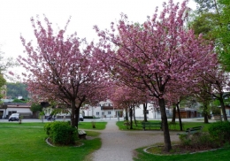 Pohon sakura yang bermekaran di Mittenwald (Dokpri)