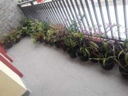 Dokpri koleksi tanaman hias depan kamar