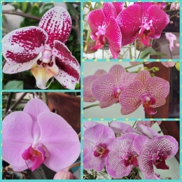 Kami keluarga Bunga Anggrek ungu beda corak (dokpri)