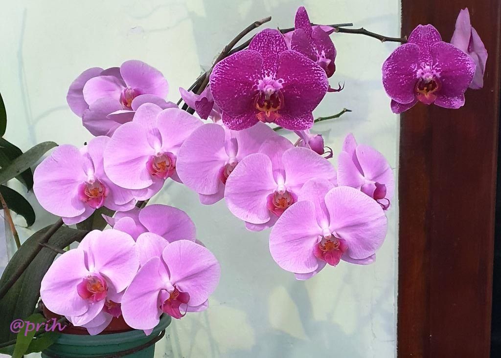 Anggrek Bulan rajin berbunga (dokumen pribadi)