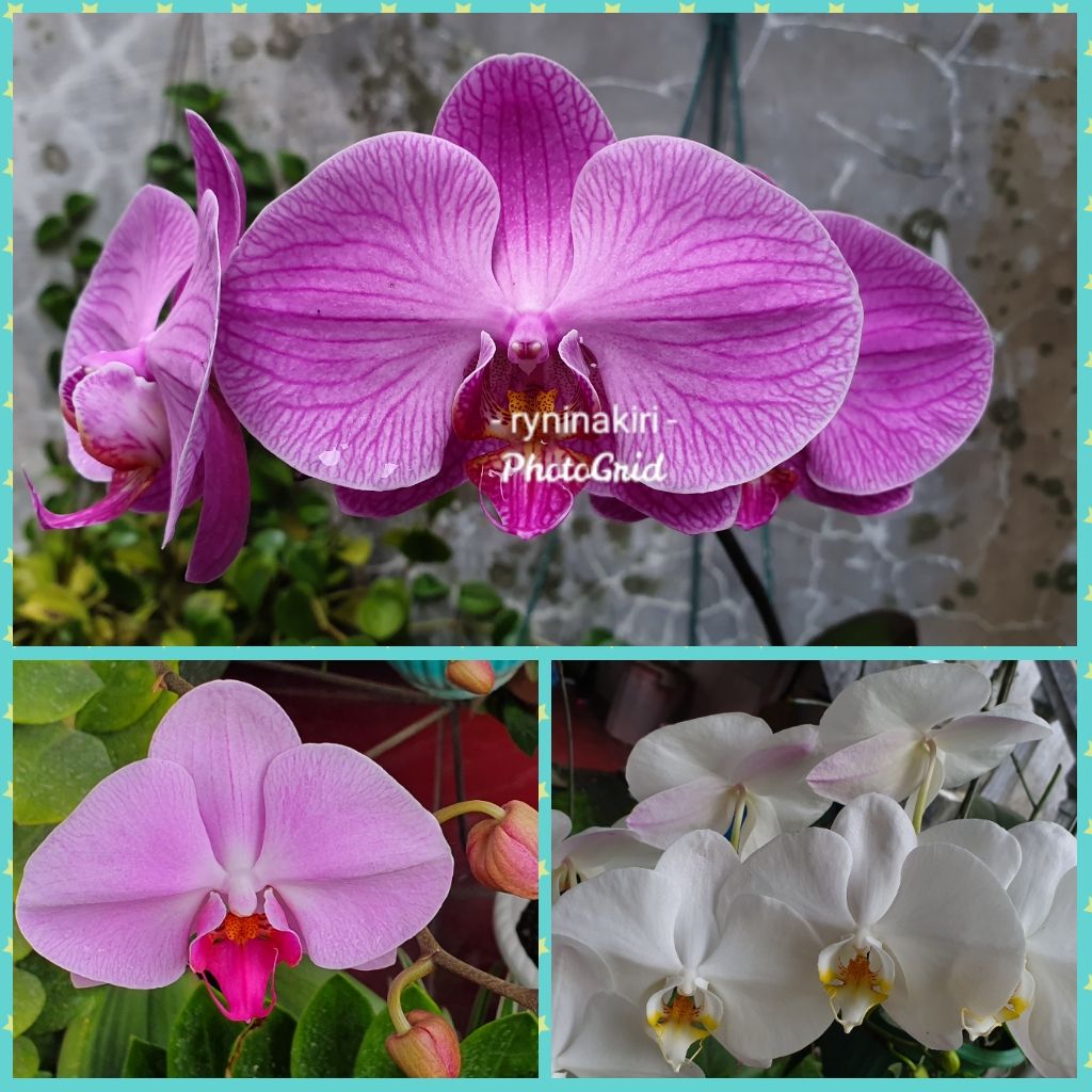 Parade Anggrek Bulan polos (dokpri)