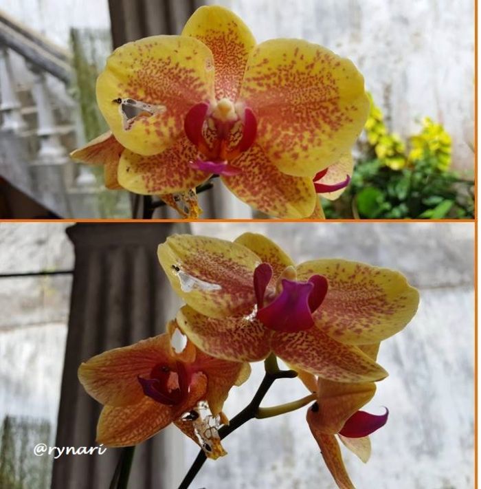 Bunga phalaenopsis yang terkoyak (dokpri)