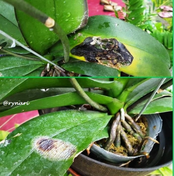 Daun Phalaenopsis yang terluka (dokpri)