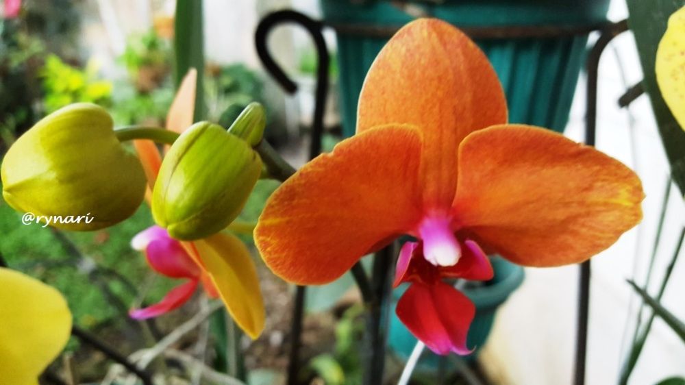 Phalaenopsis salem kecoklatan (dok pri)