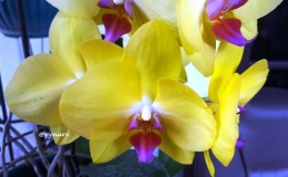 Phalaenopsis kuning berlidah ungu (dokpri)