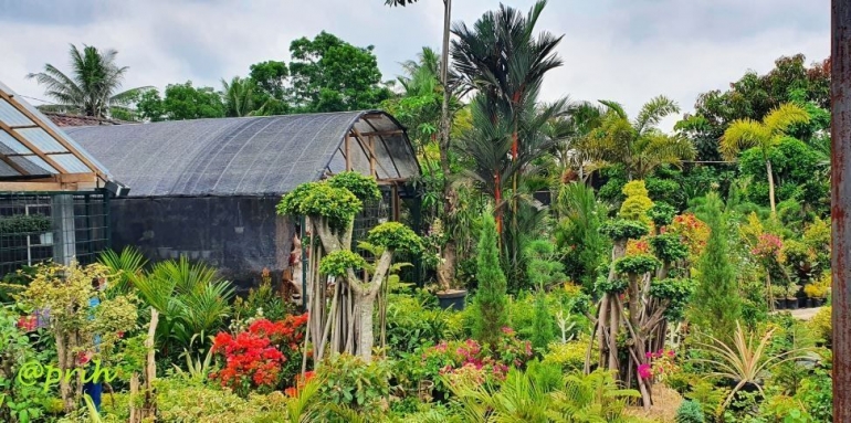 Bisnis tanaman hias di Magelang (dokumen pribadi)