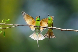 Burung juga perlu berbincang dengan kicau. Sumber: Pixabay