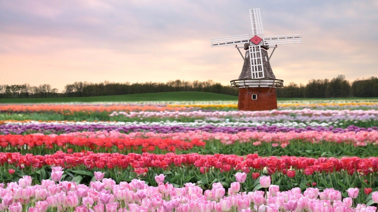 Bunga tulip di Belanda | foto: GudrunEngel/BR-tagesschau.de-