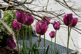Tulip di halaman rumah | foto: HennieTriana