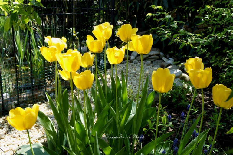 Tulip kuning di halaman | foto: HennieTriana