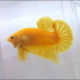 Ikan Cupang Yellow Banana - Sumber: https://id.pinterest.com/mfuadarifin/