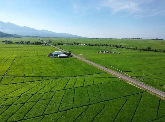 Persawahan Lembor, Kec. Lembor, Kab. Manggarai Barat, Flores, NTT. (siru.desa.id)