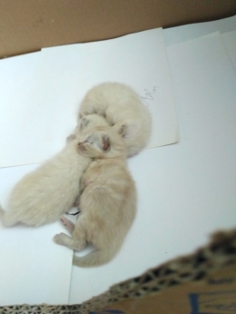 Dokpri,  tiga bayi kucing  Himalaya umur seminggu