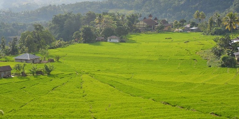 Sawah lingko dengan latar belakang perkampungan dan tanaman niaga di perbukitan Manggarai (Foto: kompas.com/markus makur)