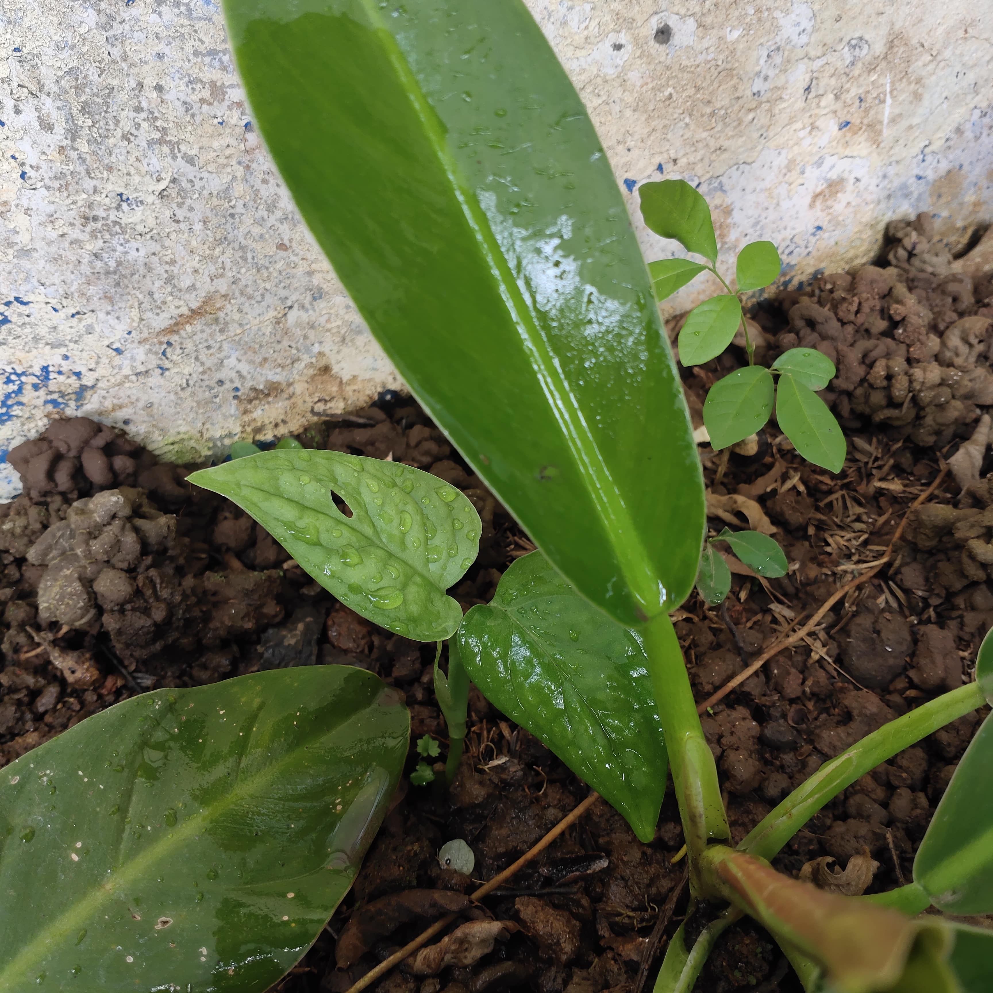 Tanaman monstera berlubang satu yang baru tumbuh (dokumentasi pribadi)