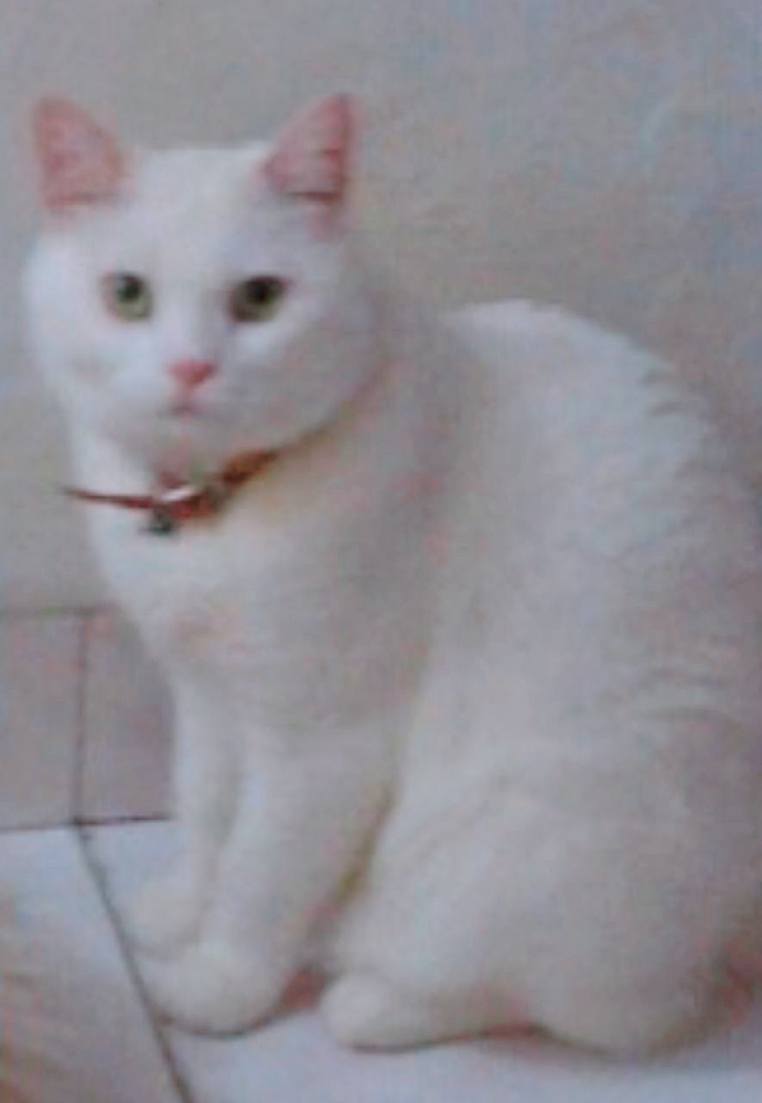 Kucing Vania Clara Wijaya (Chuck)