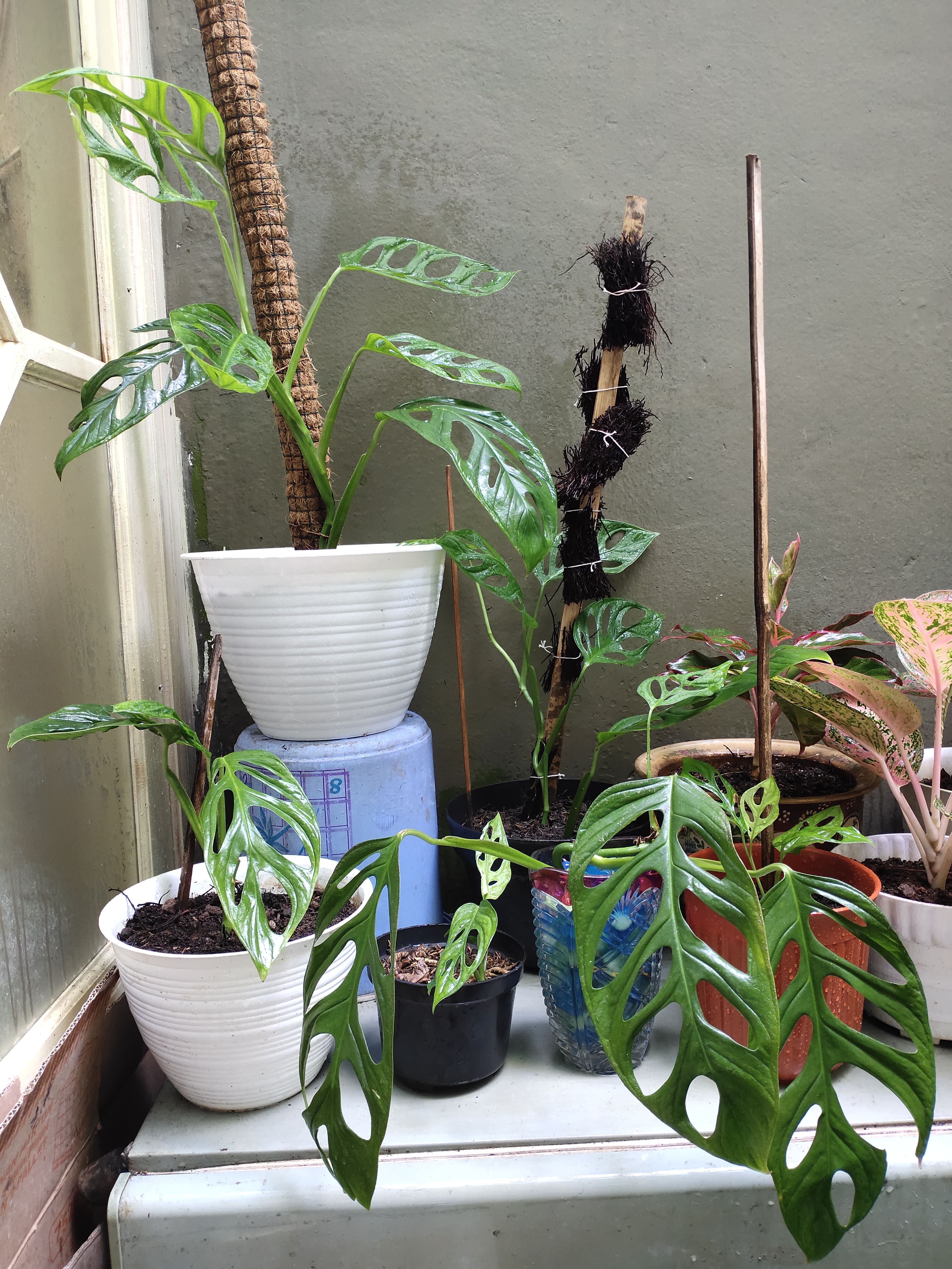 Foto keluarga tanaman monstera yang telah diambil dari induknya. Mereka tumbuh baik, beberapa di antaranya malah sudah siap dicacah (dokumentasi pribadi)