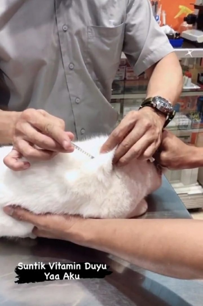 Kucing Vania sedang di Vaksin