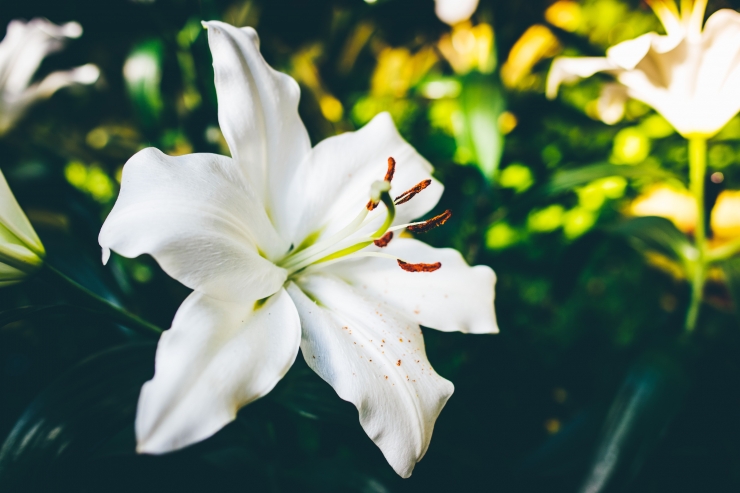 Lili putih - Photo by Matt on Unsplash