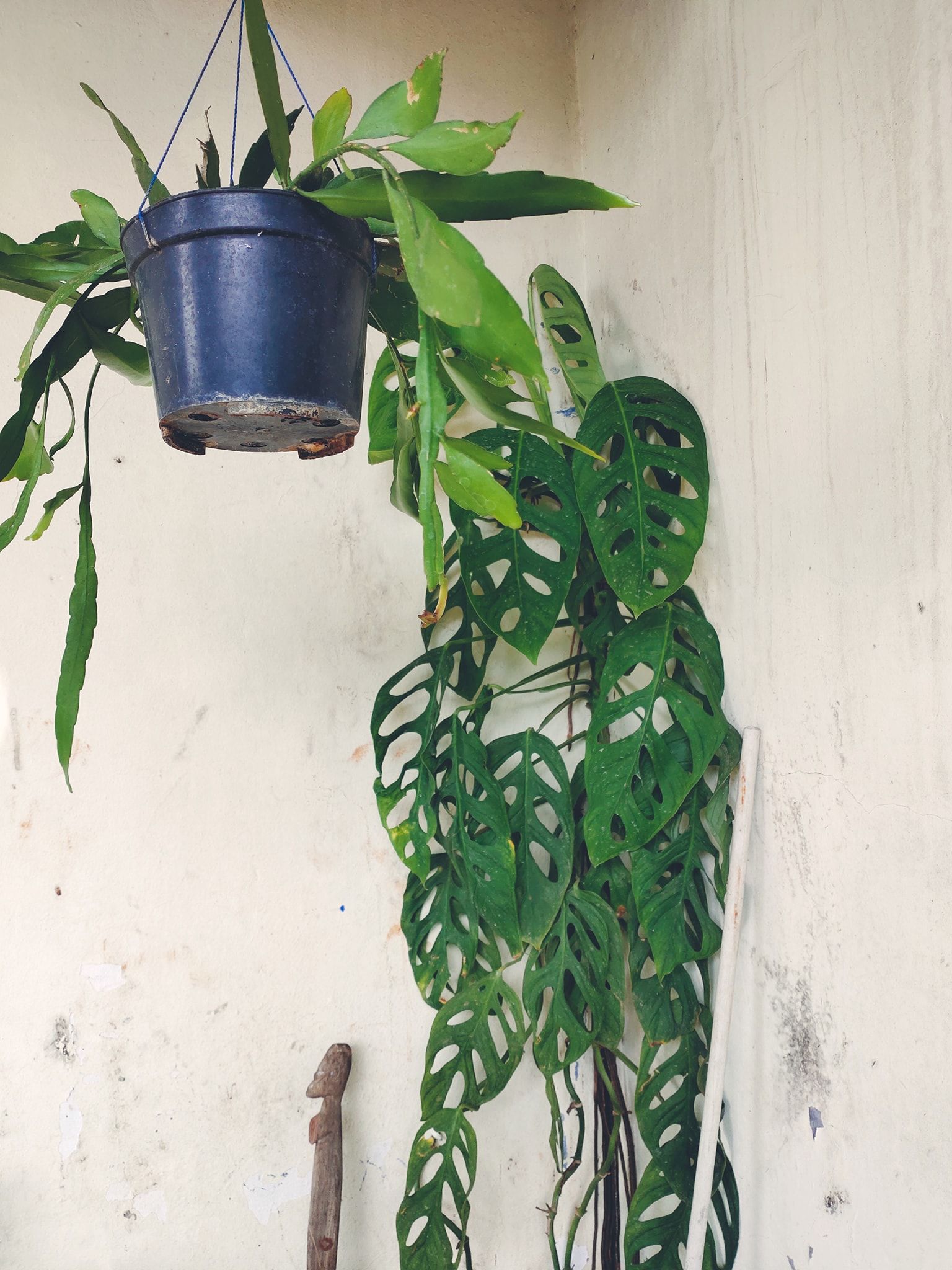 Tanaman monstera, rondo bolong, atau janda bolong yang kini tinggal kenangan (dokumentasi pribadi)