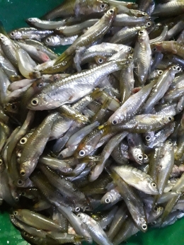 Ikan Seluang/Foto Fatmi Sunarya