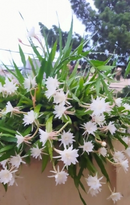 bunga putih Wijaya Kusuma (dok pri)