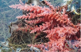 Asparagopsis rumput laut merah yang berdampak besar dalam pengurangan gas metana jika diberikan sebagai feed supplement. Photo: Sea Forest