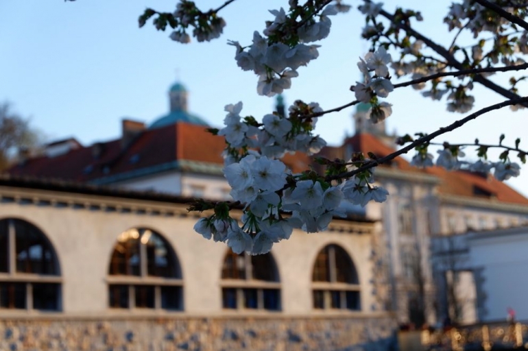 Bunga Sakura di Musim Semi, Ljubljana - Slovenia (Dokpri)