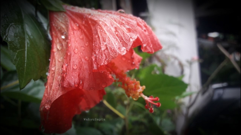 Merah tersaput manik-manik tetes air hujan yang tak kompromi. Foto: Wahyu Sapta.