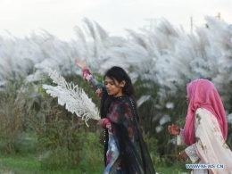 Tagar.id Foto Menikmati Hamparan Bunga Rumput Gelagah di Bangladesh