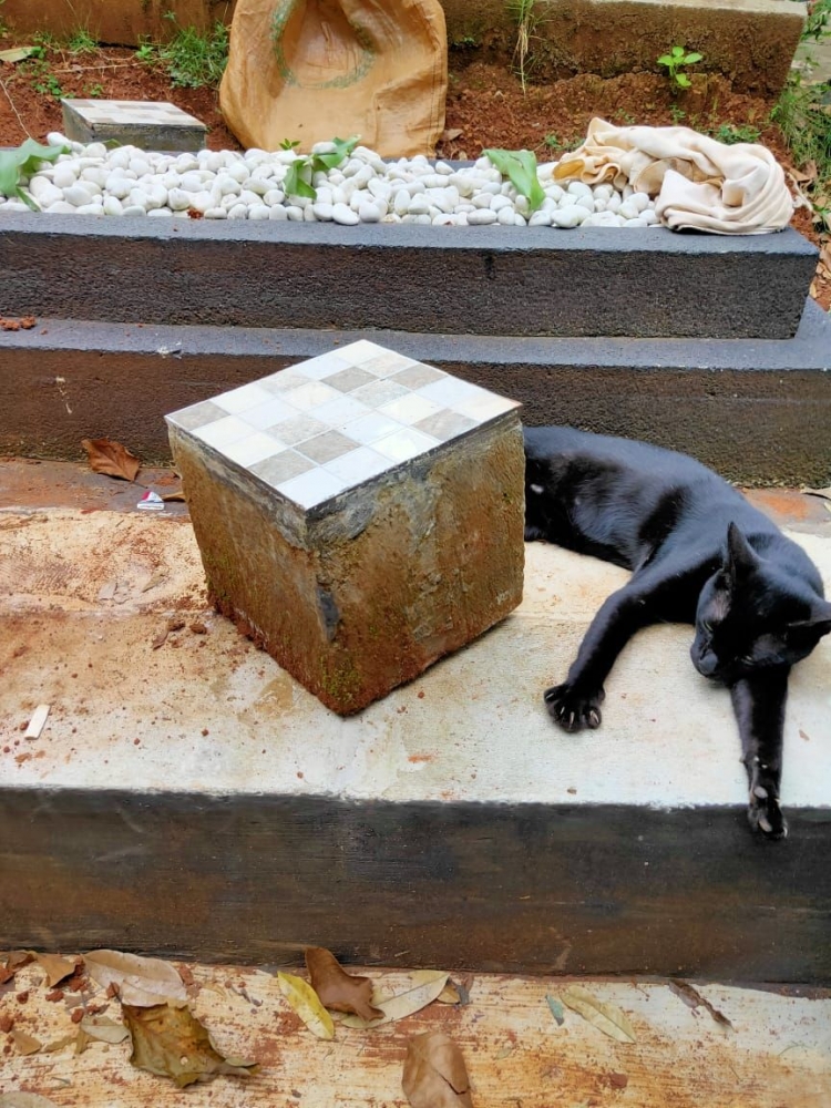 Kucing hitam (dok.pri)
