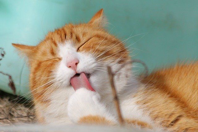 Ilustrasi kucing si Olens (sumber gambar: pixabay.com)