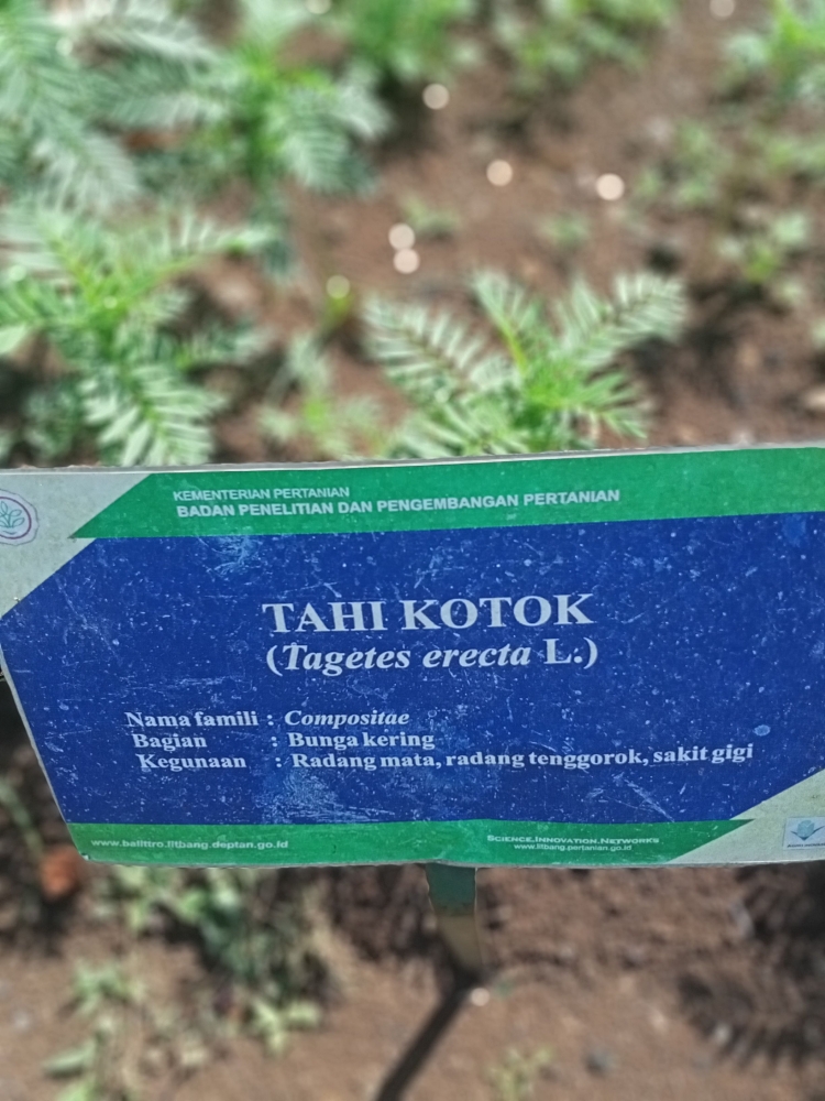 Foto tanaman Tahi Kotok (dokumen pribadi)