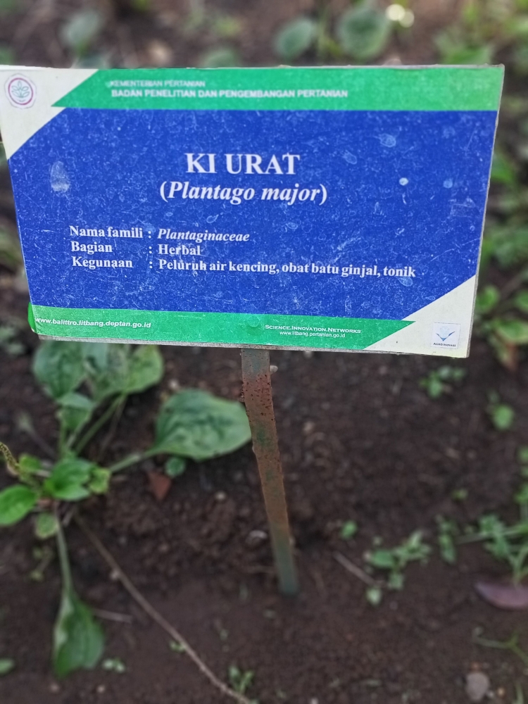 Foto tanaman Ki Urat (dokumen pribadi)
