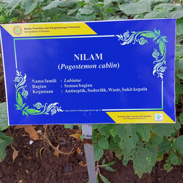 Foto tanaman Nilam (dokumen pribadi)