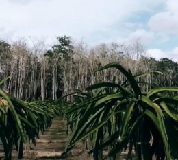 Sumber: Data 2021 Kebun Buah Naga Kab. Sorong Papua Barat