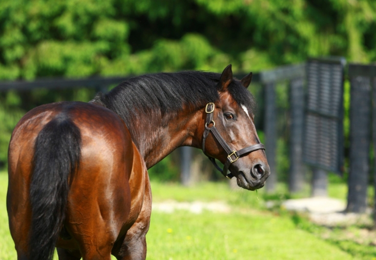 Fusaichi Pegasus, kuda termahal di dunia (sumber: coolmore.com)