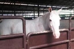 Kuda principe milik Prabowo (sumber: nasional.kompas.com)