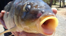 Ikan mas kini telah berubah menjadi hama di Australia. Photo: ABC News: Cameron Atkins