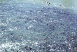 Ikan mas menginvasi perairan air tawar Australia. Sumber: DELWP
