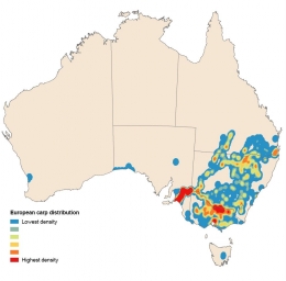 Distribusi ikan Mas di Australia. Sumber: soe.environment.gov.au